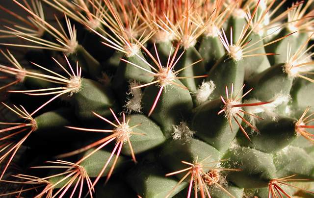 Mammillaria melanocentra var. euthele (1).jpg